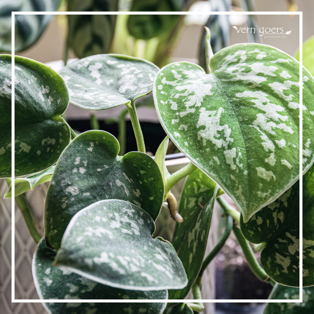 Sitemapcdatahttpautocellcare1comvern Goers Greenhouse Inc