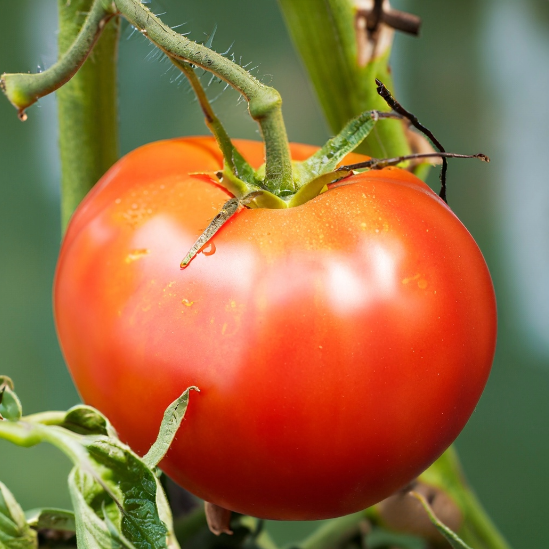 Harvest Time! Vern Goers Greenhouse