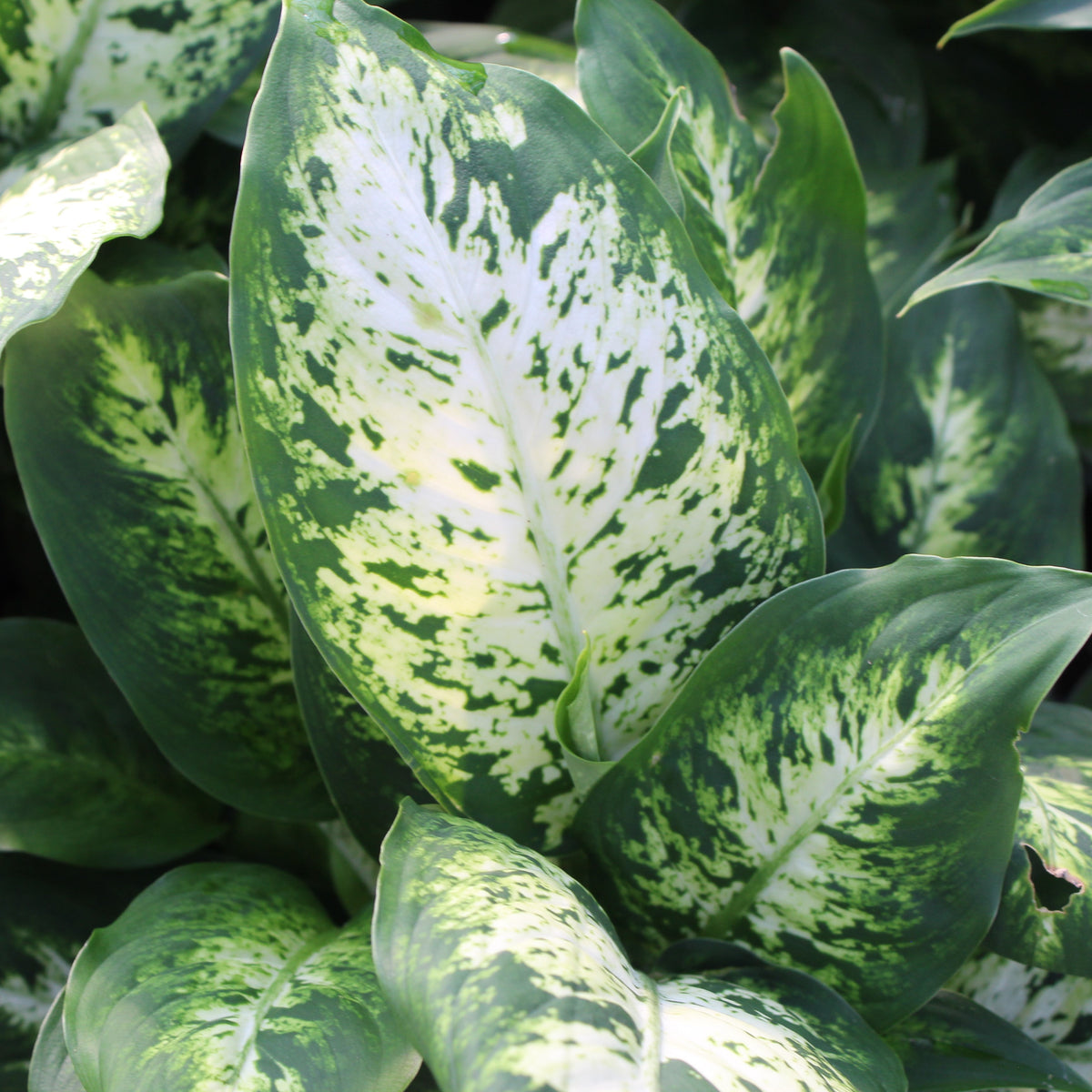 Vern Goers Greenhouse Incnull