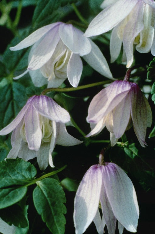 Clematis Alpina Pink Flamingo Vern Goers Greenhouse