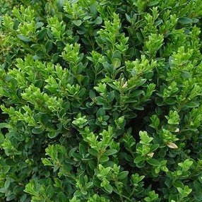 Buxus X 'green Mountain' Boxwood – Vern Goers Greenhouse