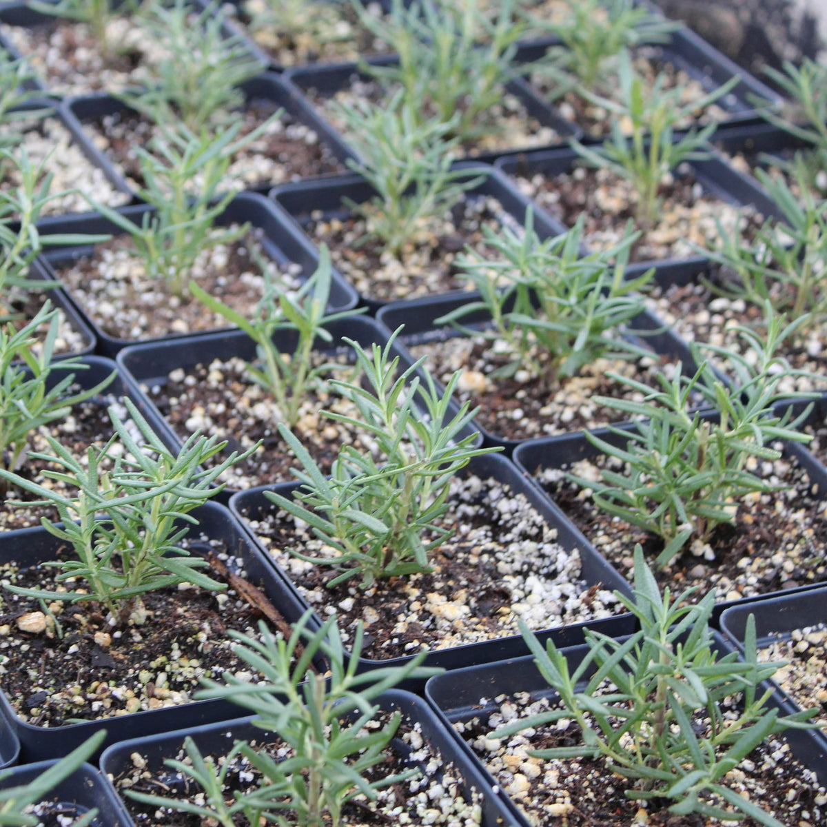 ROSEMARY Vern Goers Greenhouse
