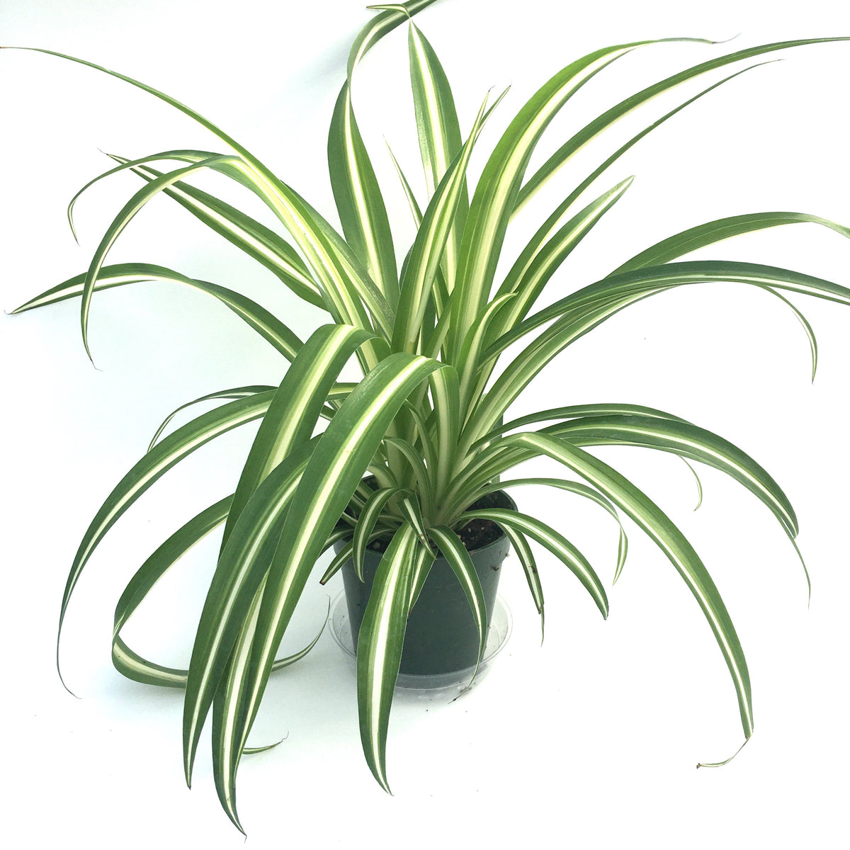 hawaiian spider plant for sale Chlorophytum viridescens 'Hawaiian' (Variegated Spider Plant) – Vern Goers  Greenhouse