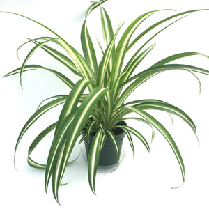 Chlorophytum viridescens 'Hawaiian' (Variegated Spider Plant)