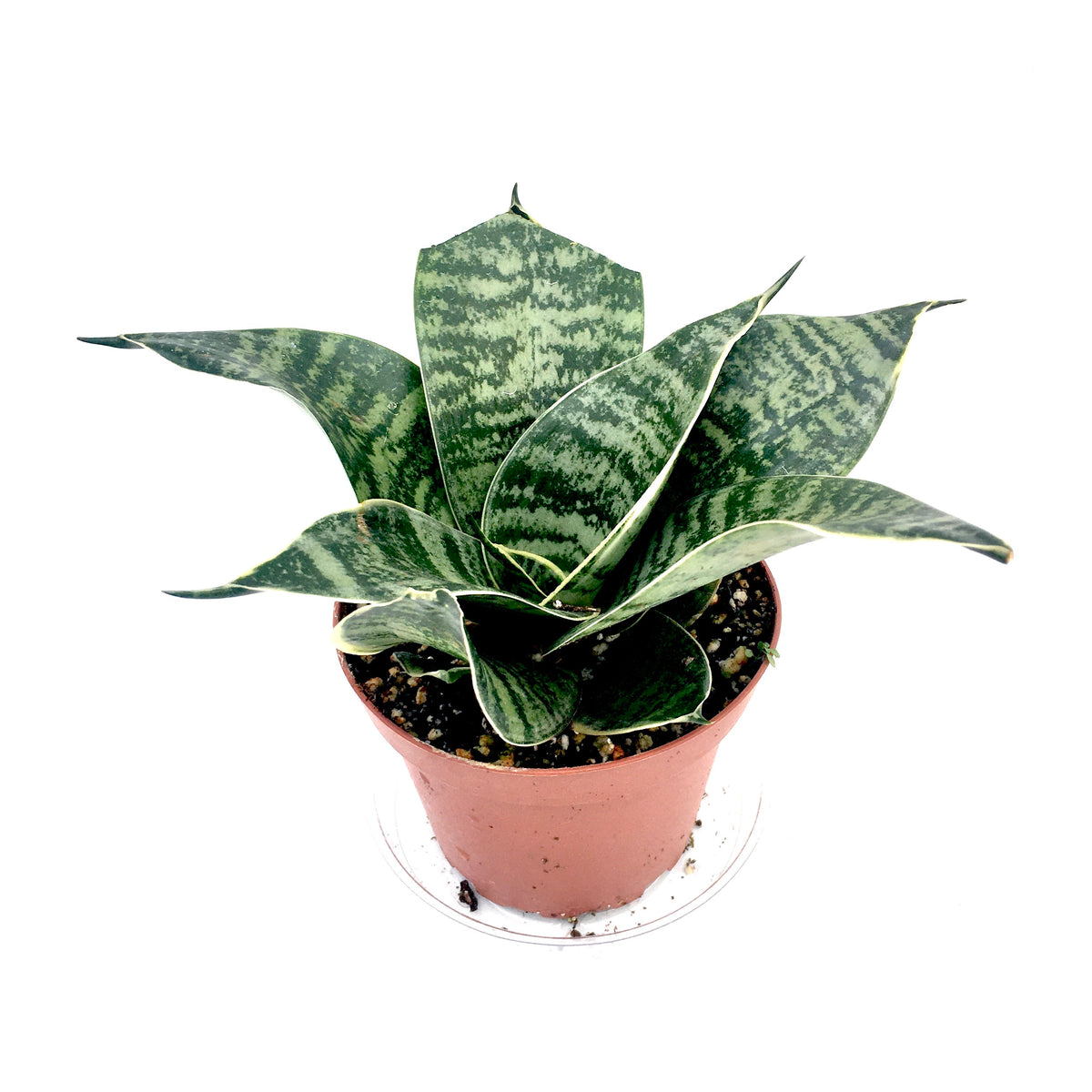 Sansevieria 'Dwarf Zeylanica' (Birds Nest Snake Plant)  Vern Goers  Greenhouse