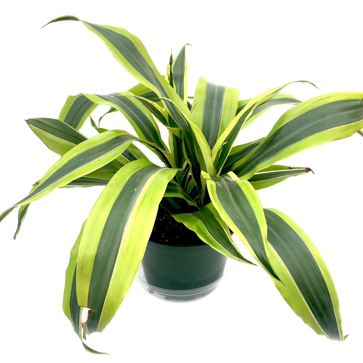 Dracaena Warneckii 'goldstar' – Vern Goers Greenhouse