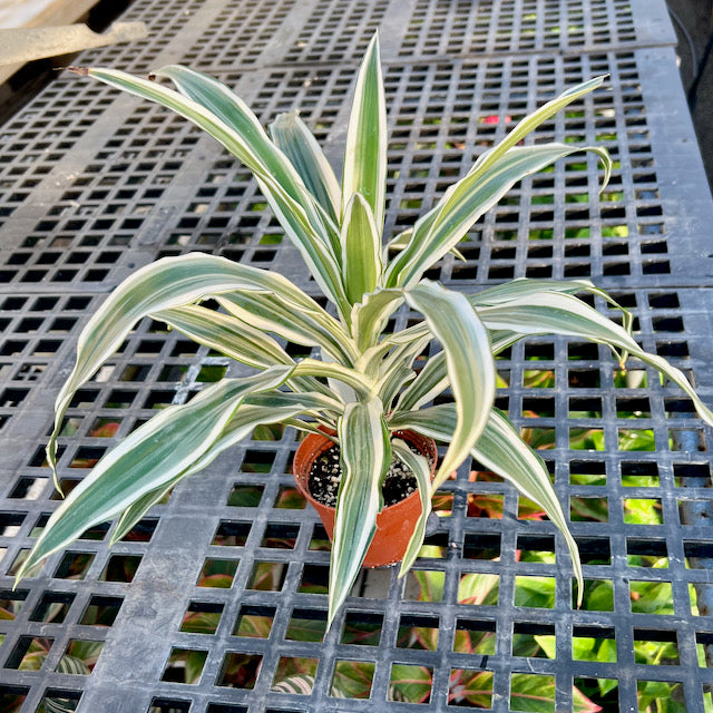 dracaena warneckii white jewel Dracaena warneckii 'White Jewel' – Vern Goers Greenhouse