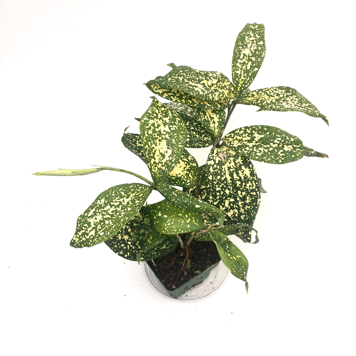 dracaena surculosa gold dust Dracaena surculosa 'Florida Beauty' (Gold Dust Dracaena) – Vern Goers  Greenhouse