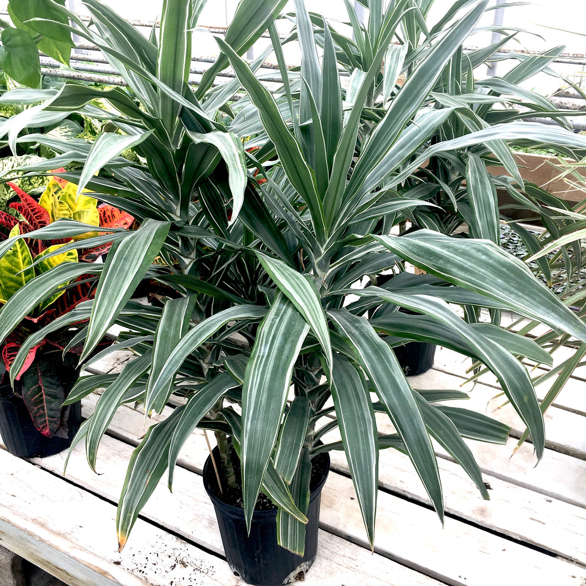 Dracaena warneckii 'White Jewel' – Vern Goers Greenhouse