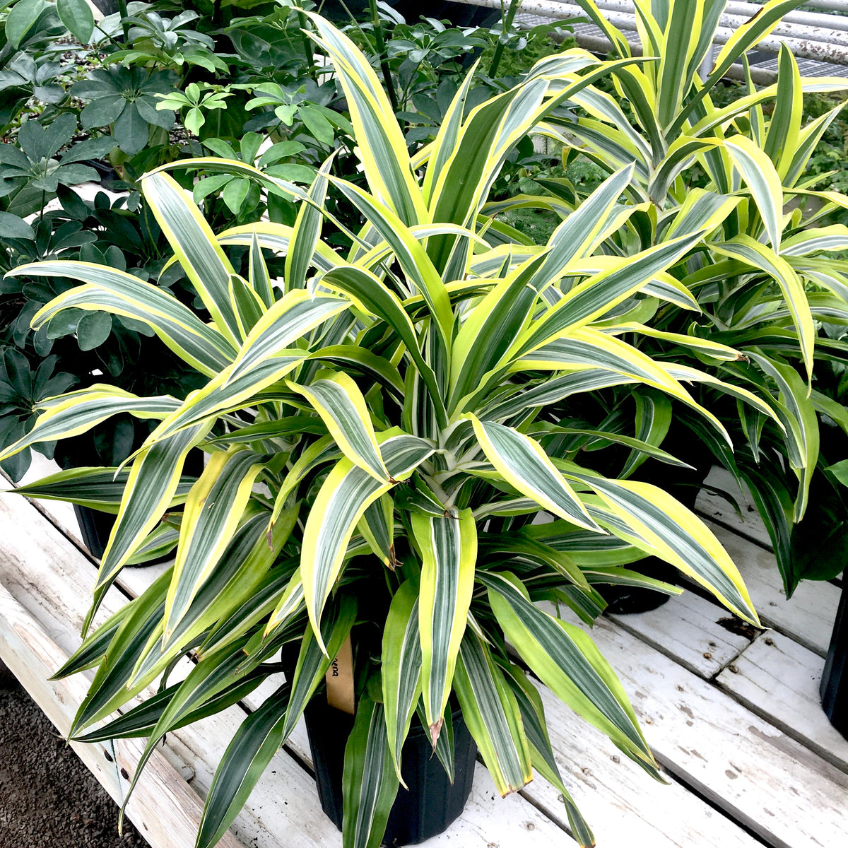 dracaena goldstar Dracaena warneckii 'Goldstar' – Vern Goers Greenhouse