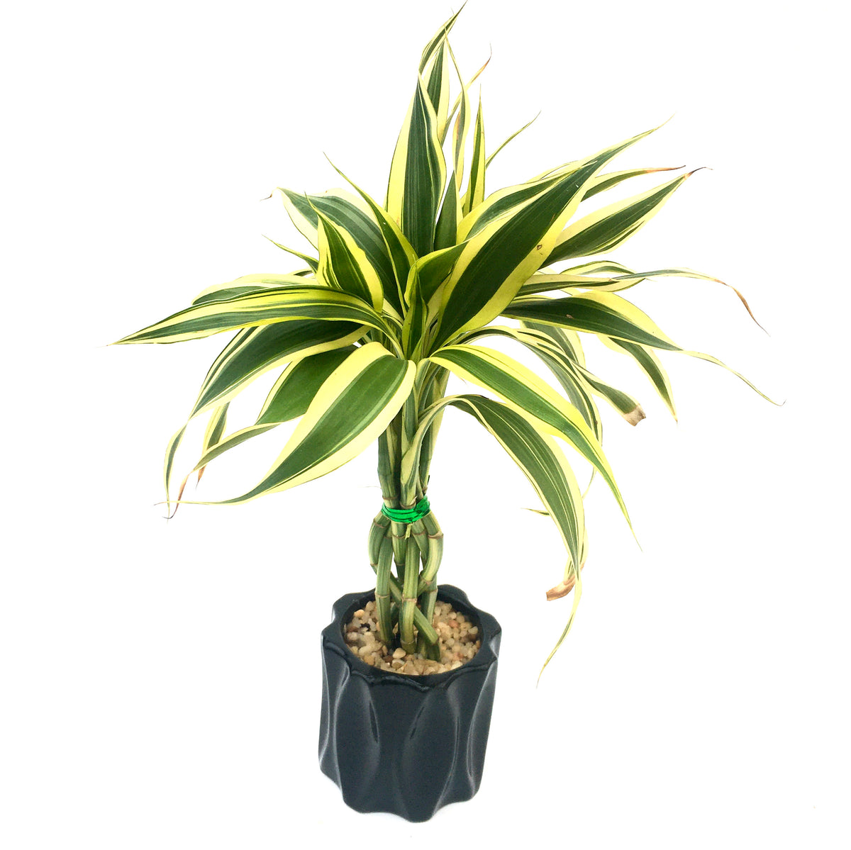 Dracaena sanderiana 'Lucky Bamboo' – Vern Goers Greenhouse