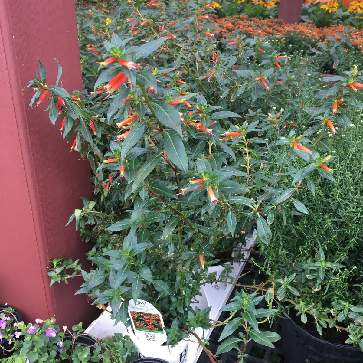 Cuphea Vermillionaire Vern Goers Greenhouse