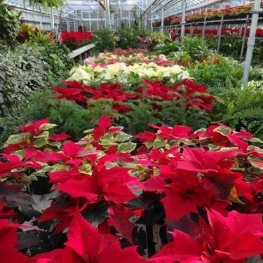 Extending the Life of Your Poinsettias