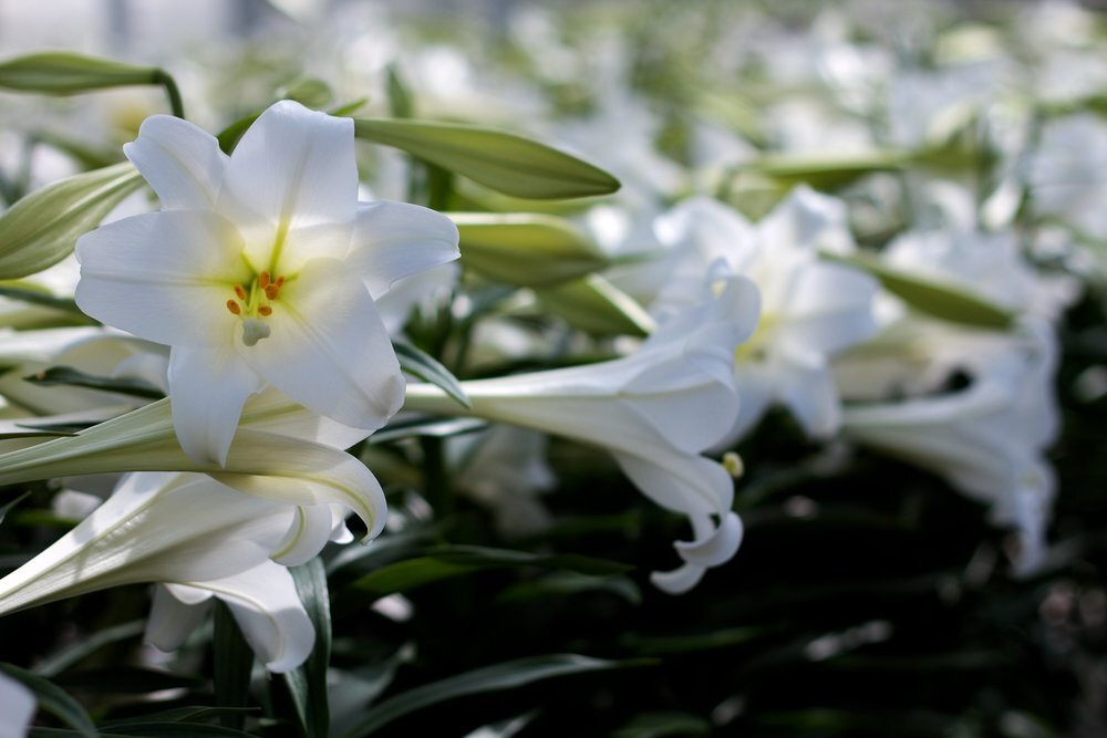 Why the Easter Lily?