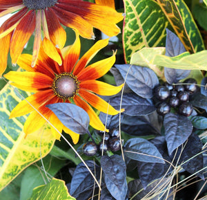 Fall Gardening FAQs