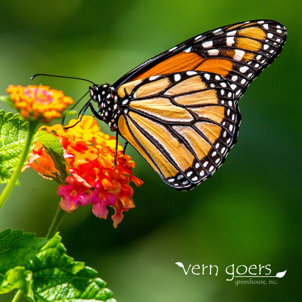 May is Gardening for Wildlife Month