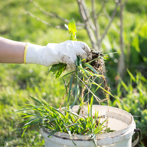5 Ways to Prevent Weeds in Your Garden