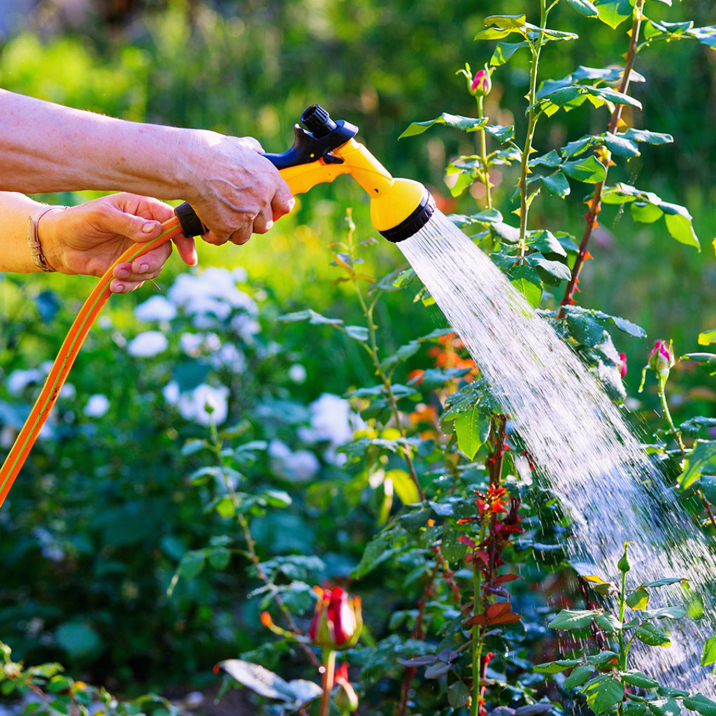 Summer Watering Tips