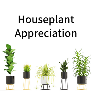 House Plant Appreciation