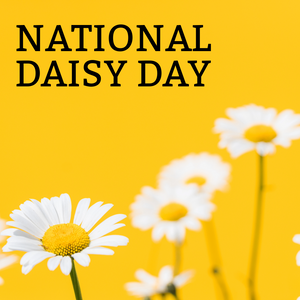 The Ultimate Guide to Caring for Daisies in Your Garden