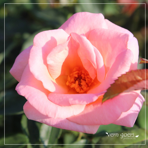 Celebrating National Rose Month: The Timeless Beauty of Roses