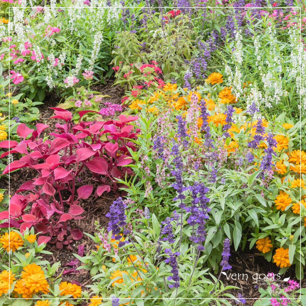 Celebrate National Perennial Gardening Month: A Midwest Gardener’s Best Friend