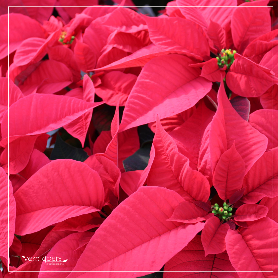 Poinsettia Care in the Midwest: How to Keep Your Holiday Plants Happy All Season Long