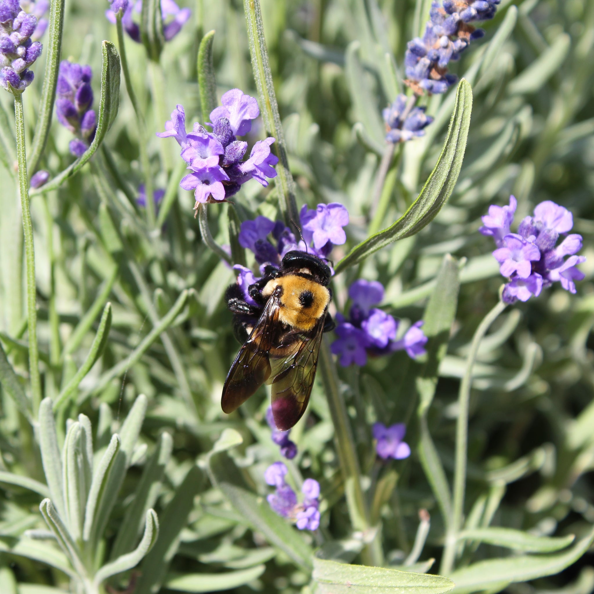 Helping Out the Little Guys: Attracting Pollinators toYour Garden