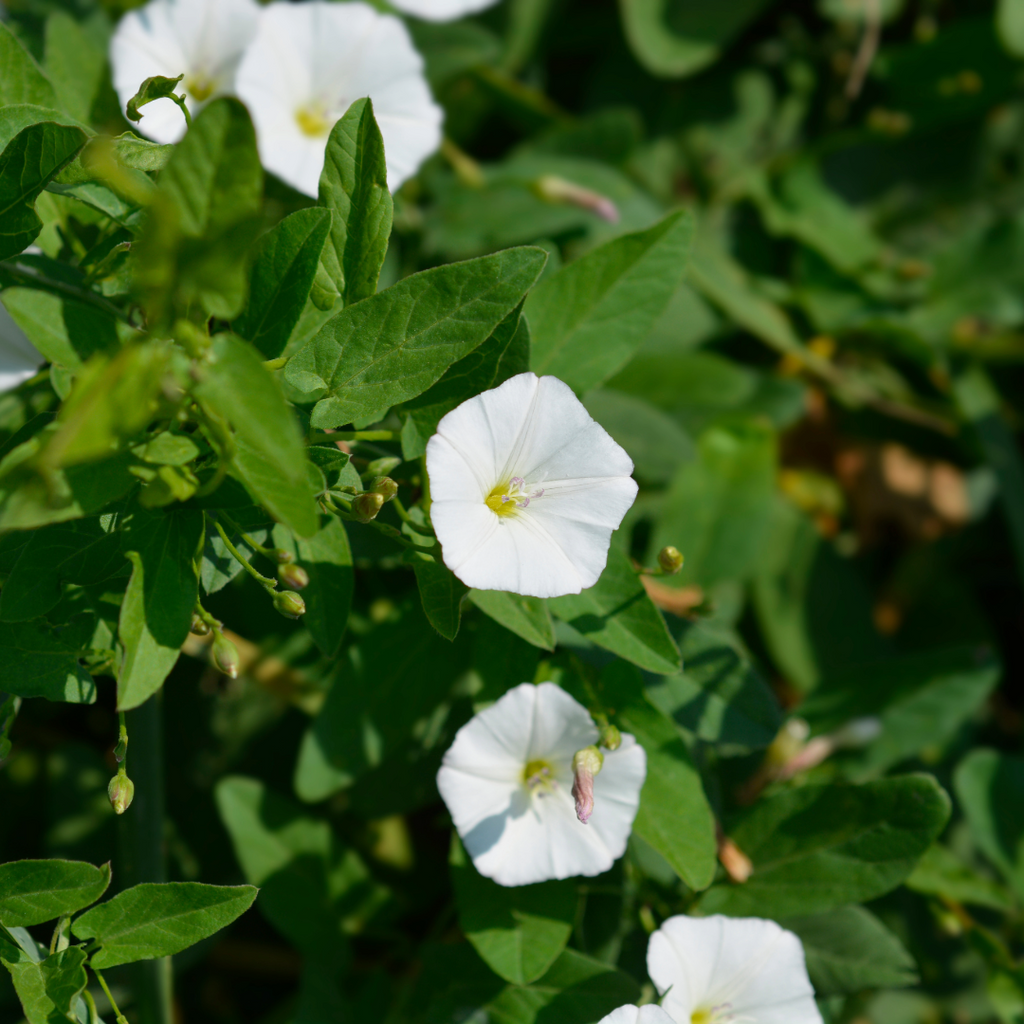 Summer Weeding in Your Garden