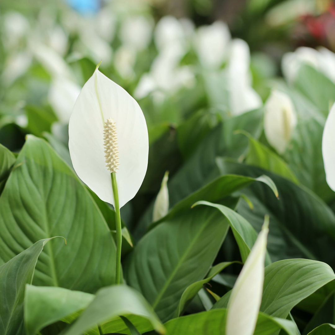 Spotlight on: Peace Lilies – Vern Goers Greenhouse