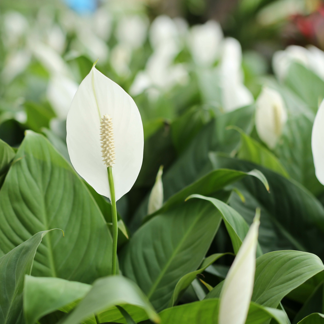 Spotlight on: Peace Lilies