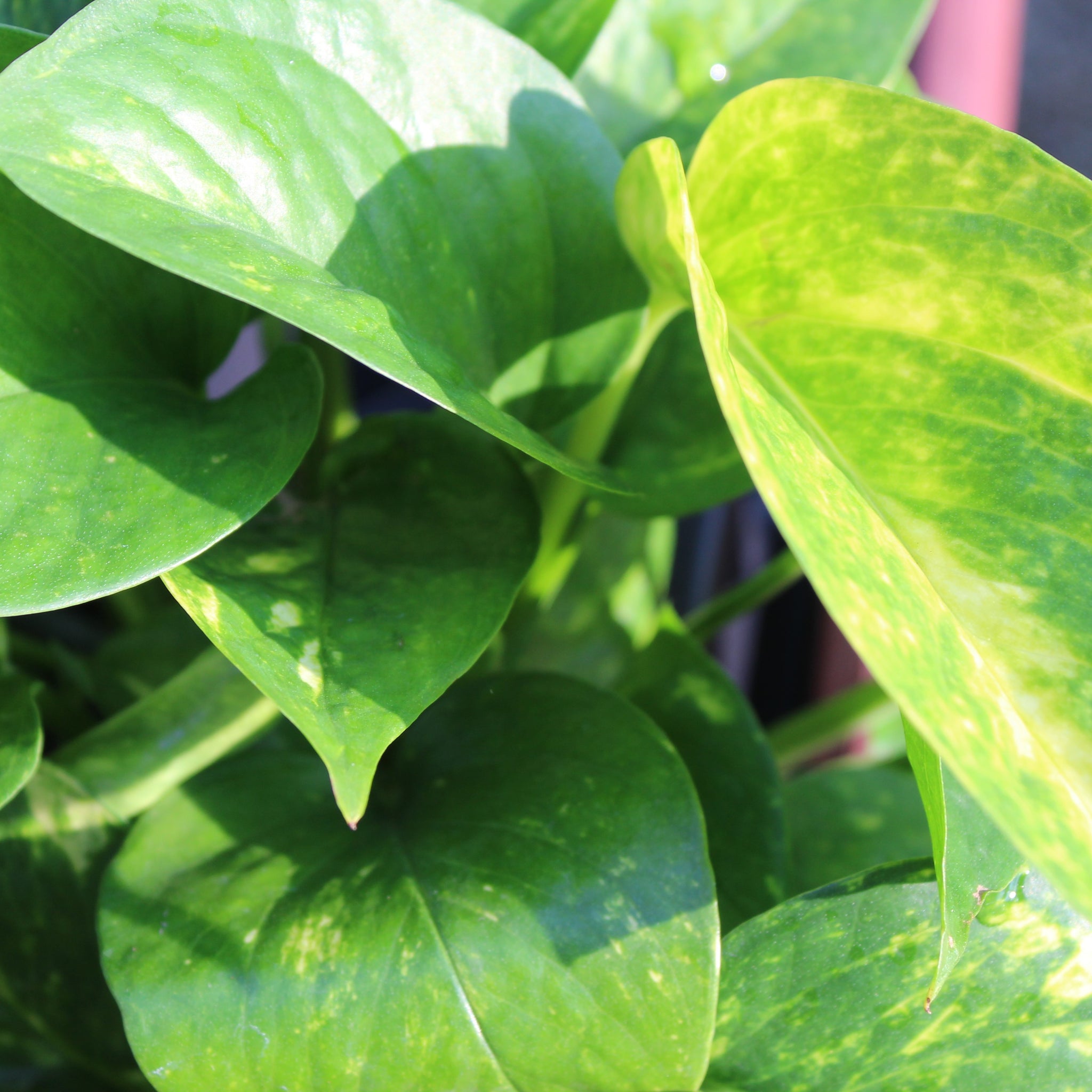 Spotlight on: Pothos plant