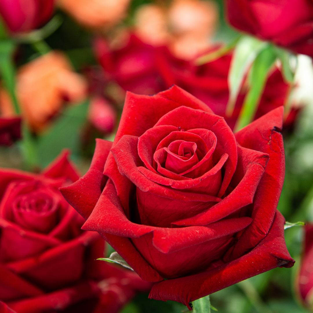 Cultivating Roses in a Midwest Garden: A Comprehensive Guide – Vern ...