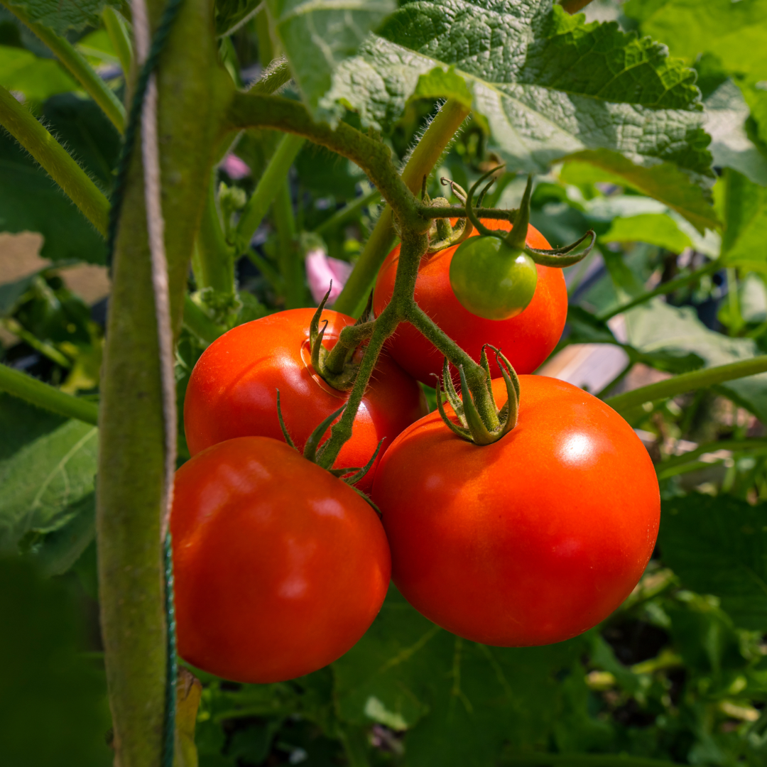 2024 Tomatoes List