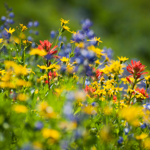 Embrace Nature's Palette: A Guide to Growing Wildflowers in the Midwest