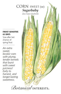 Corn (Sweet) - Sugarbaby Hybrid