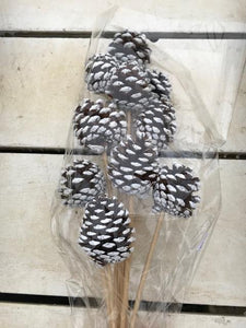 Pinecone on Stem Natural with White Tip