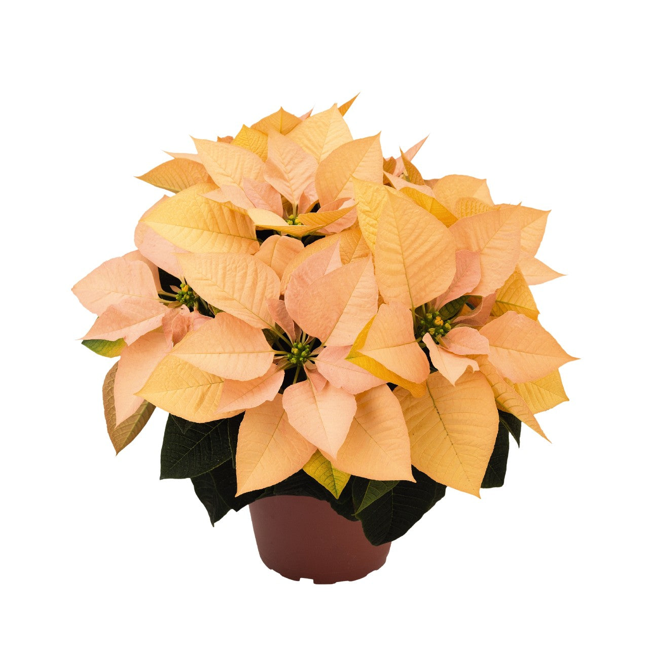 Poinsettia - Autumn Leaves