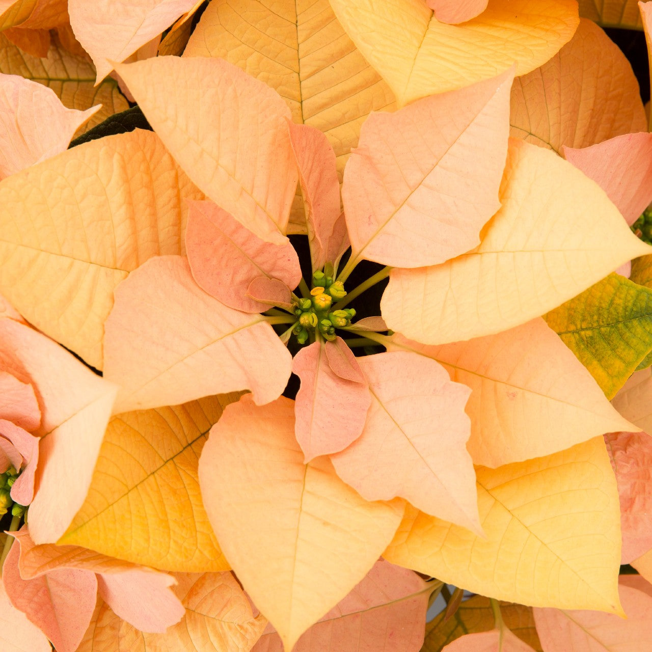 Poinsettia - Autumn Leaves