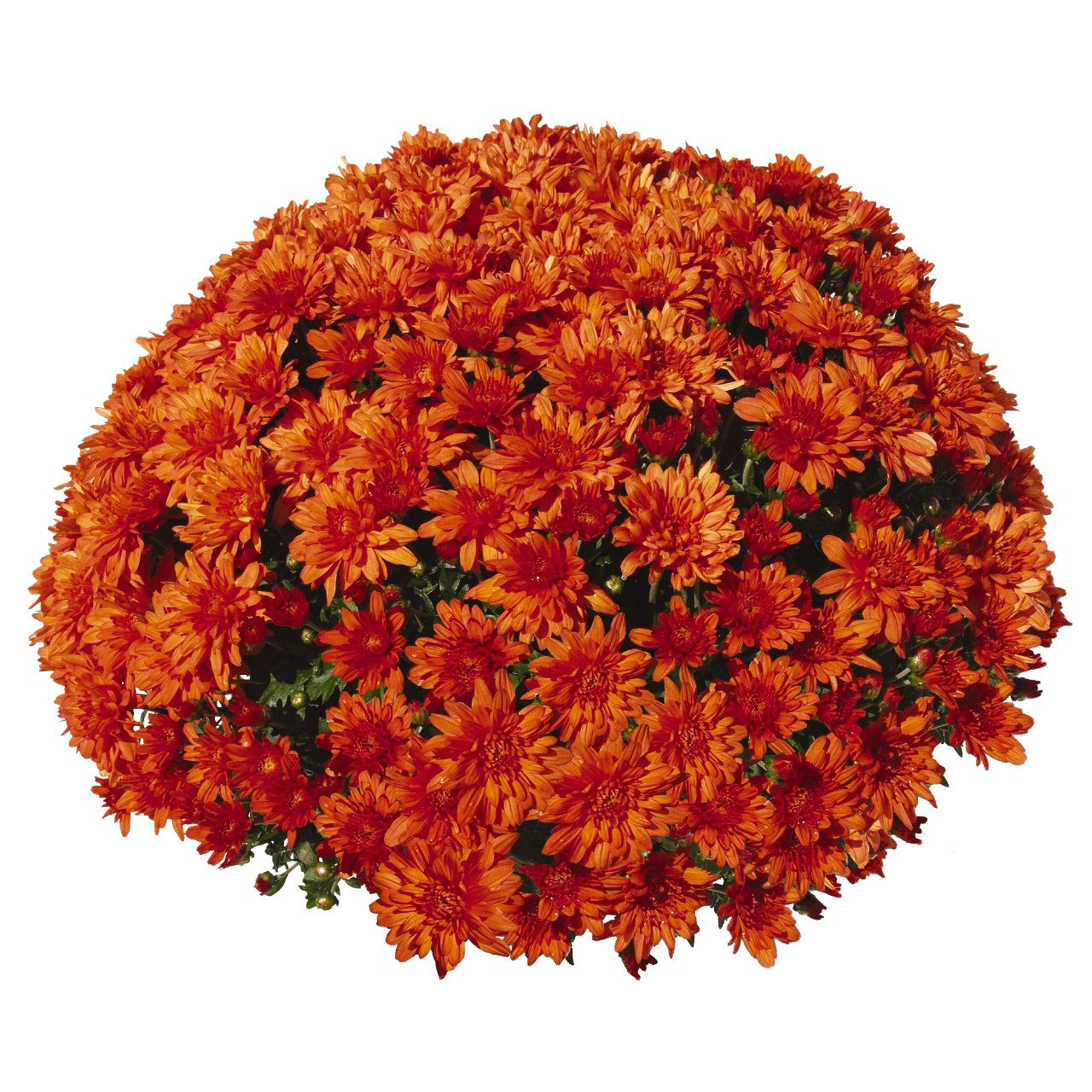 Chrysanthemum 'Goal Orange (Magnum Orange)'