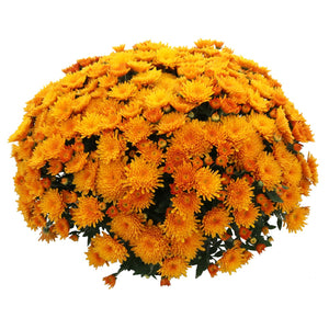 Chrysanthemum '24Karamum Bronze'