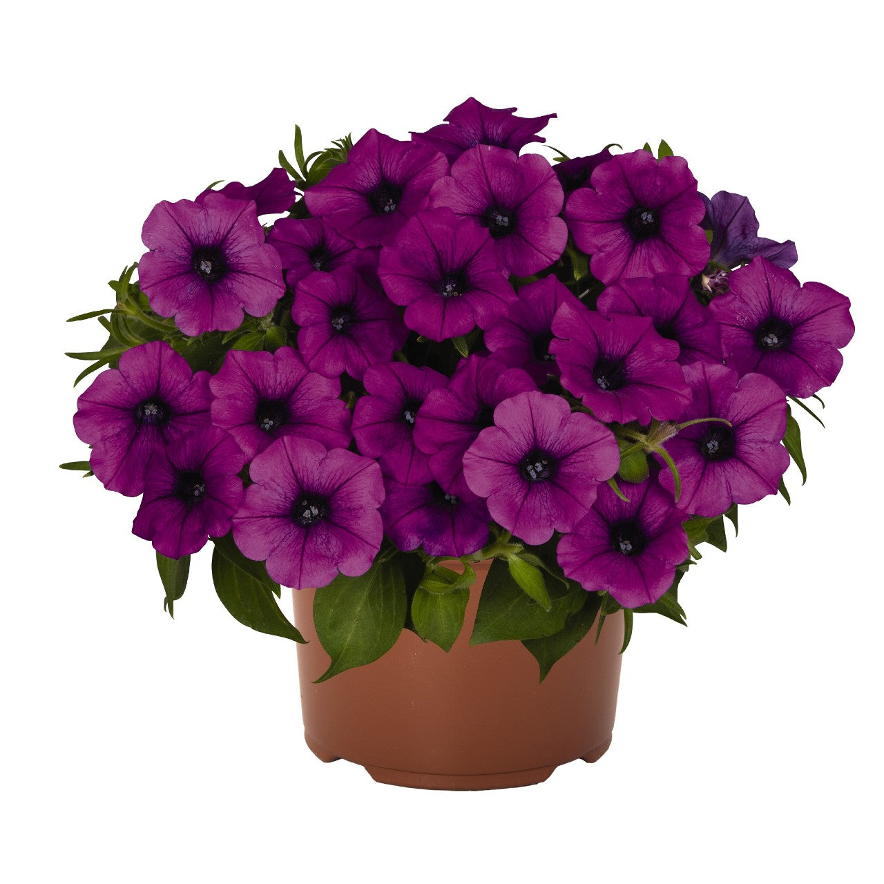 Petunia - DuraBloom Electric Lilac