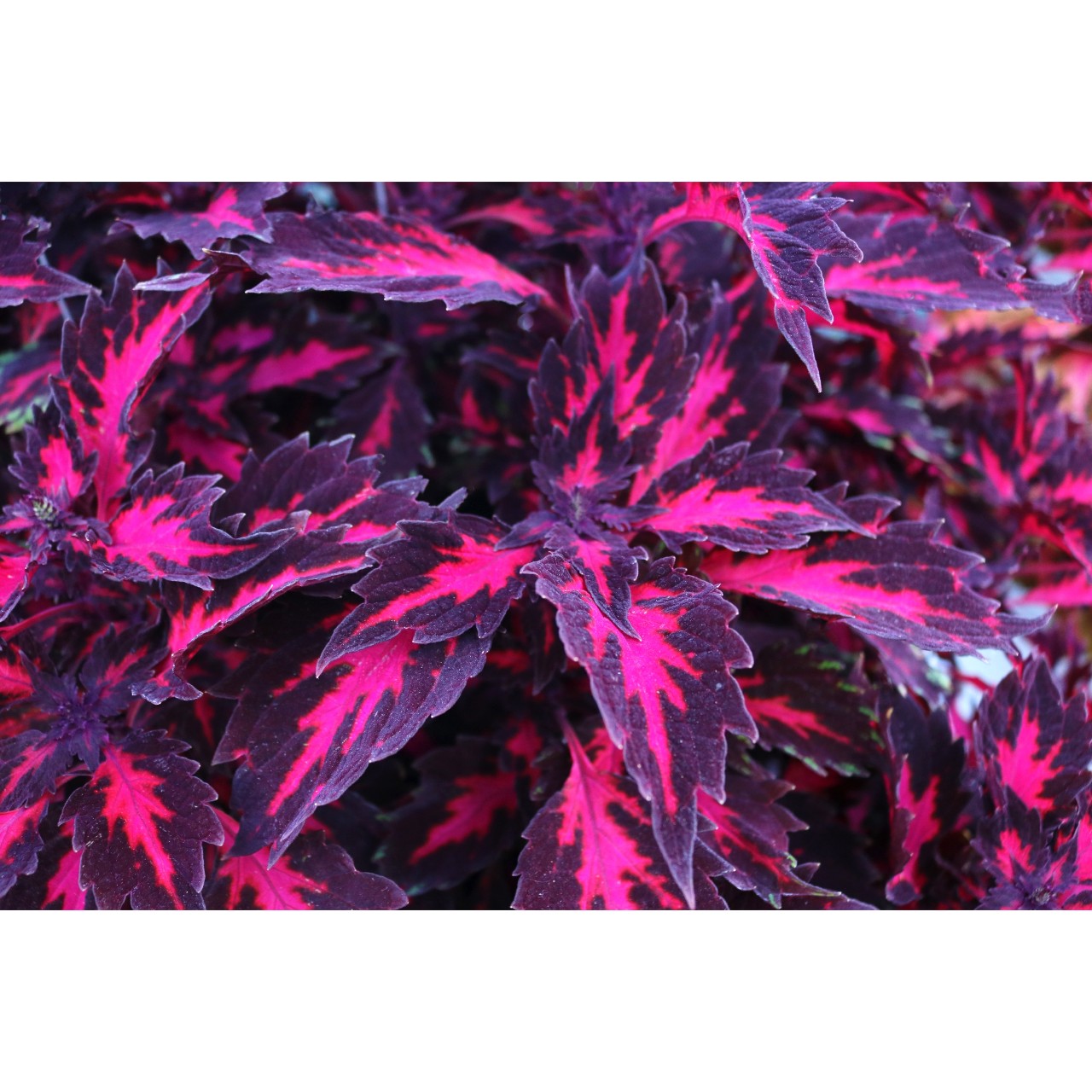 Coleus - Stained Glassworks Royalty