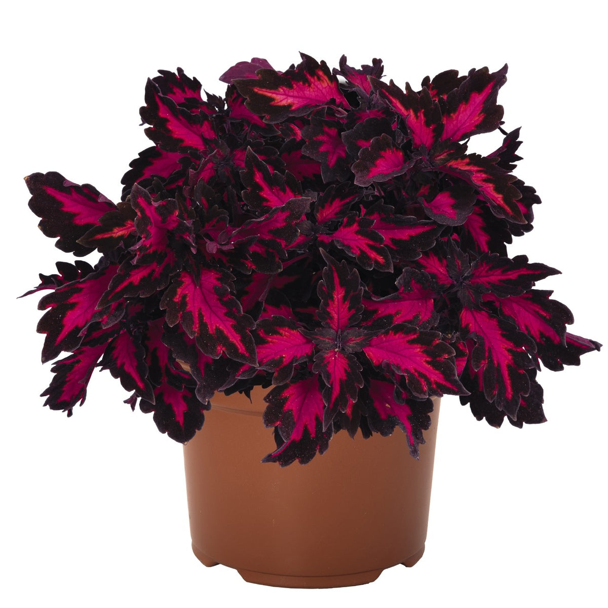 Coleus - Stained Glassworks Royalty – Vern Goers Greenhouse