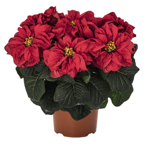 Poinsettia - Winter Rose Early Red