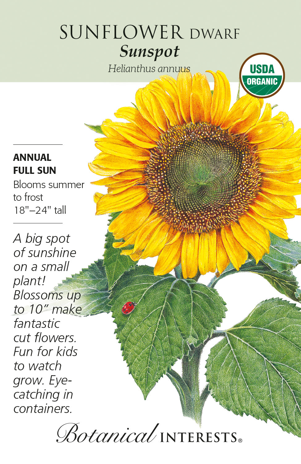 Sunflower (Dwarf) - Sunspot Organic