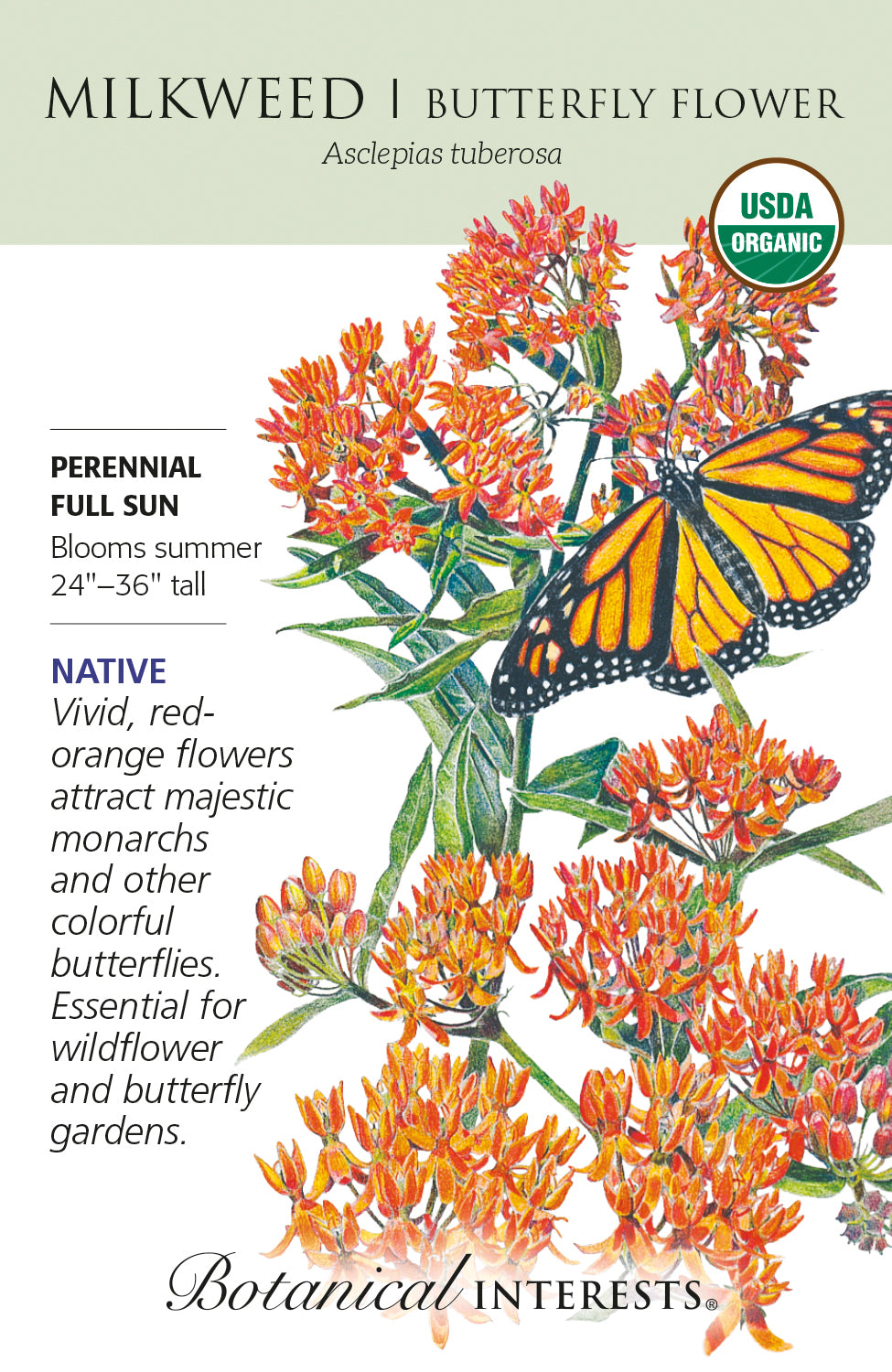 Milkweed - Butterfly Flower Organic