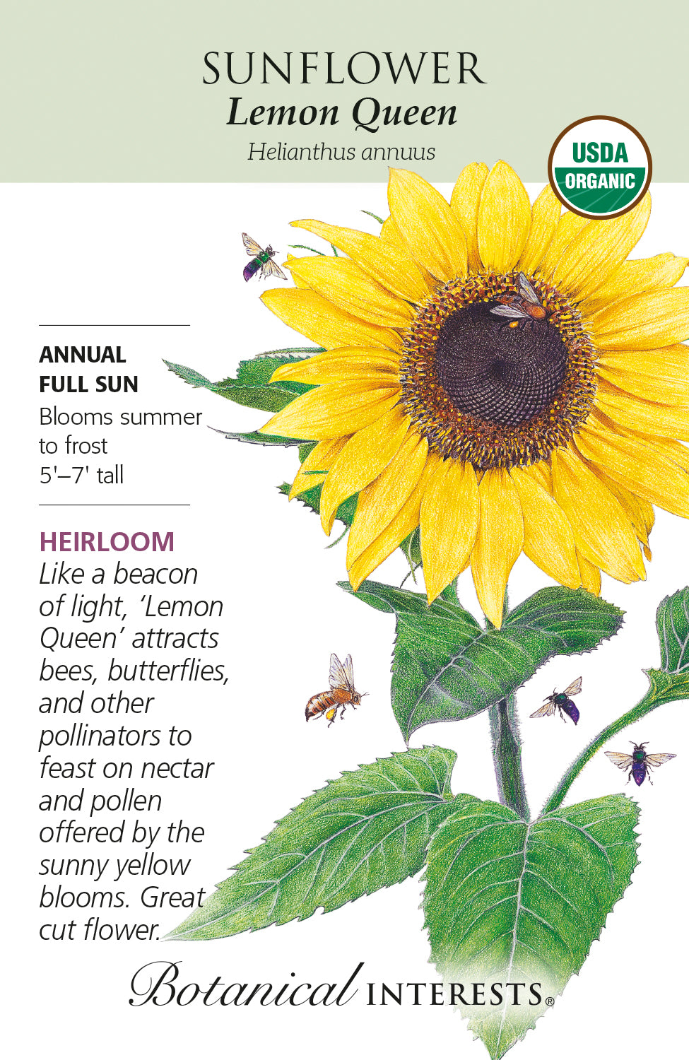 Sunflower - Lemon Queen Organic