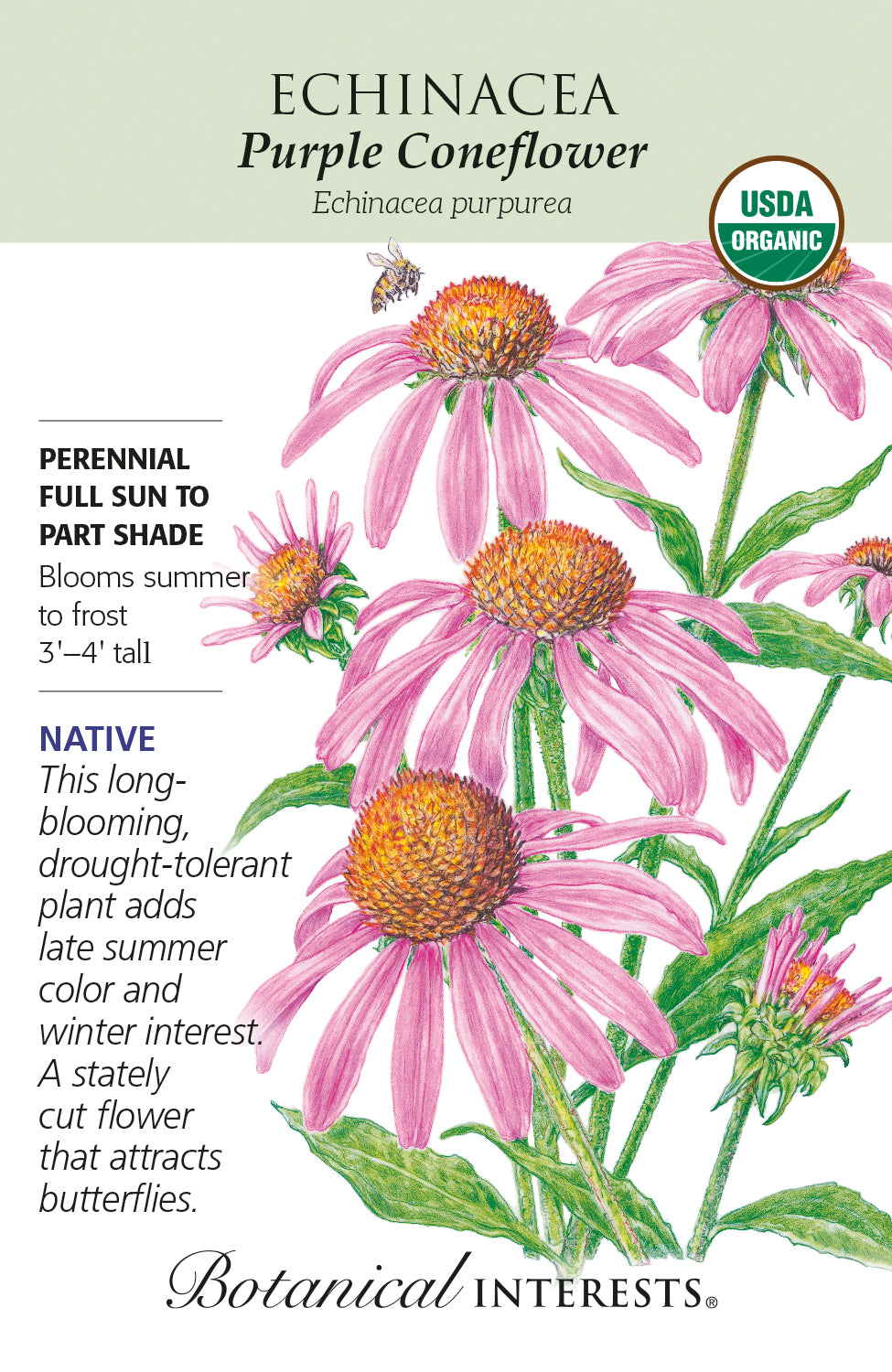 Echinacea - Purple Coneflower Organic