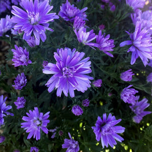 Aster 'Double Blue'